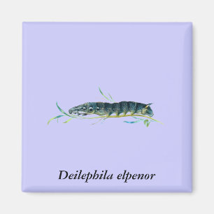 Imán Deilephila elpenor caterpillar