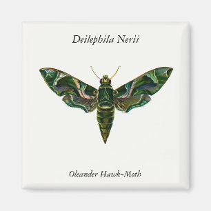 Imán Deilephila Nerii - Oleander Hawk-Moth