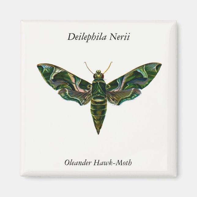 Imán Deilephila Nerii - Oleander Hawk-Moth (Frente)