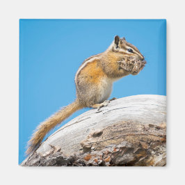 Imán Dejando un poco de lado para más tarde