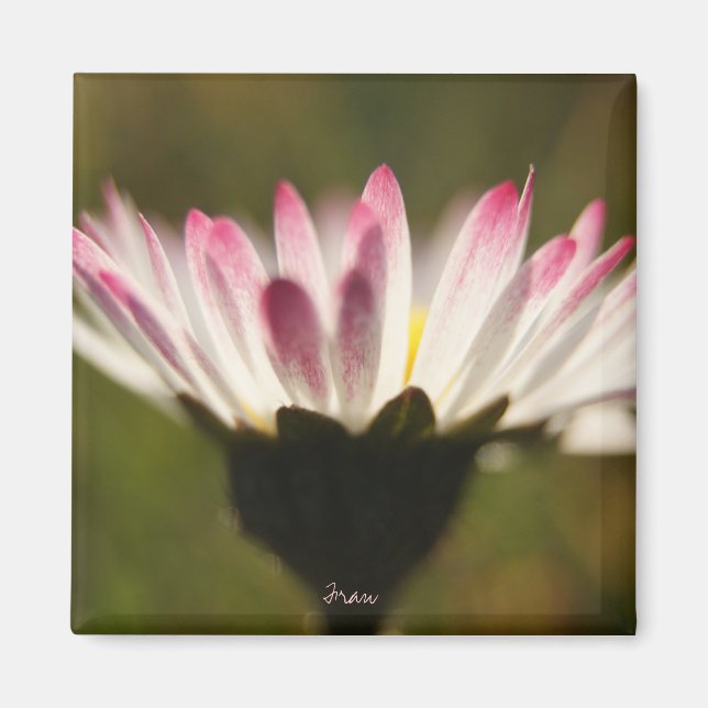 Imán dejar que el sol brille (Frente)