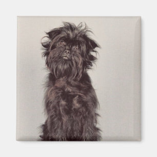 Imán del Affenpinscher