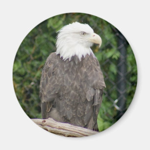 imán del águila calva