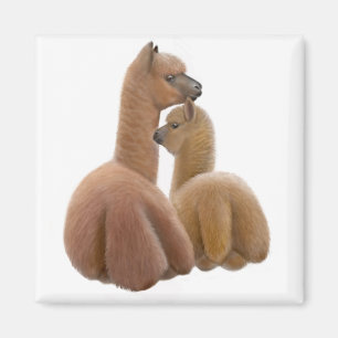 Imán del amor de la alpaca