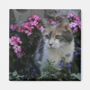 Imán del amor del gatito