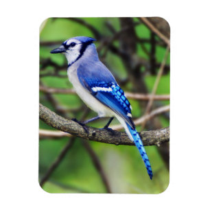 Imán del arrendajo azul