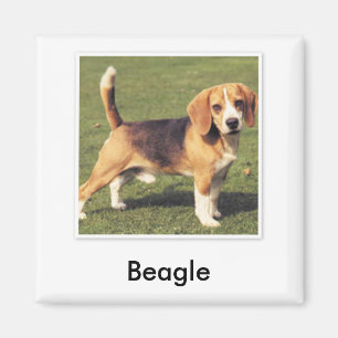 Imán del beagle