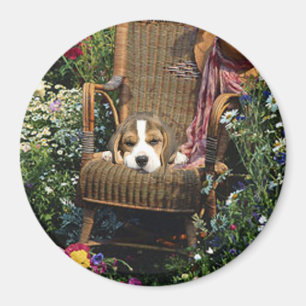 Imán del beagle en silla de jardín