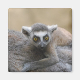 Imán del bebé del Lemur