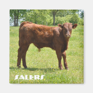 Imán del becerro de Salers