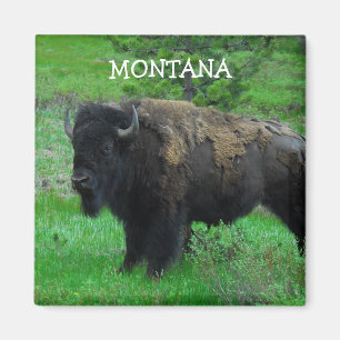 Imán del bisonte de Montana