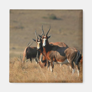 Imán del blesbok el mirar fijamente