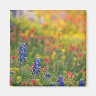 Imán del Bluebonnet de la primavera