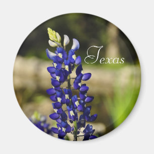 Imán del Bluebonnet de Tejas
