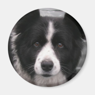 Imán del border collie