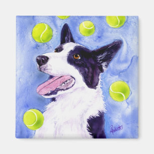 Imán del border collie - el "oro de la urraca "