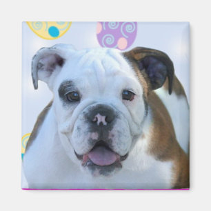 Imán del bulldog de los saludos de Pascua