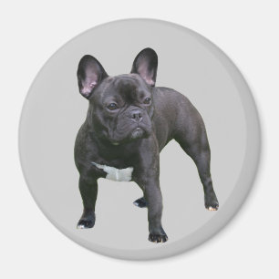 Imán del bulldog francés