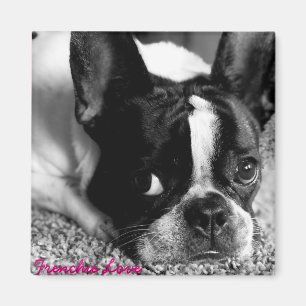 Imán del bulldog francés