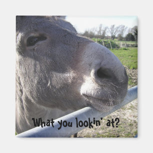 Imán del burro