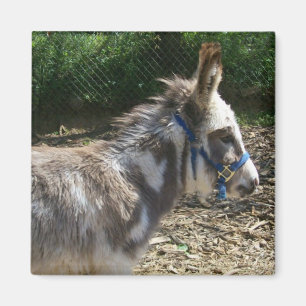 Imán del burro