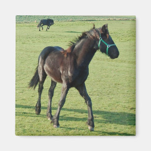 Imán del caballo