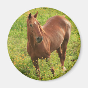 Imán del caballo