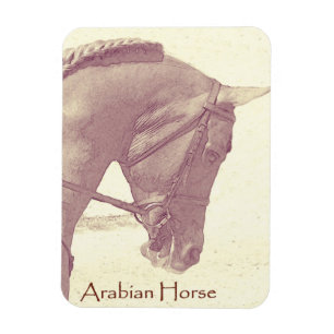 Imán del caballo árabe