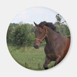 Imán del caballo de bahía