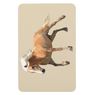 Imán del caballo de Haflinger