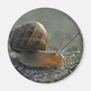 Imán del caracol 1