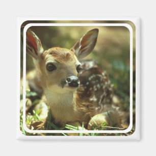 Imán del cervatillo