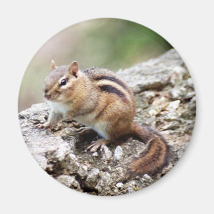 Imán del Chipmunk