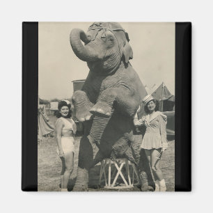 imán del circo del elefante y de 2 chicas