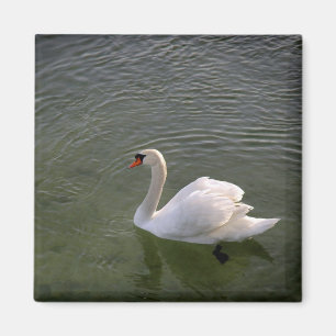 Imán del cisne