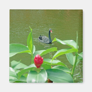 Imán del cisne negro