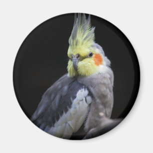 Imán del Cockatiel