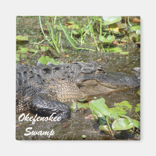 Imán del cocodrilo de Waycross Georgia del pantan