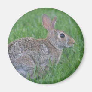 imán del conejo