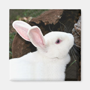 imán del conejo