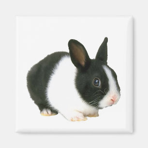Imán del conejo de conejito