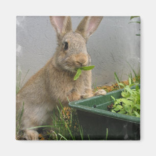 Imán del conejo de conejo de rabo blanco