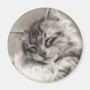 Imán del Coon de Maine del Sleepyhead