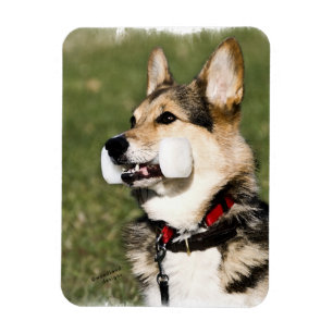 Imán del Corgi