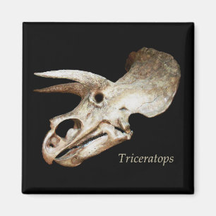Imán del cráneo del Triceratops
