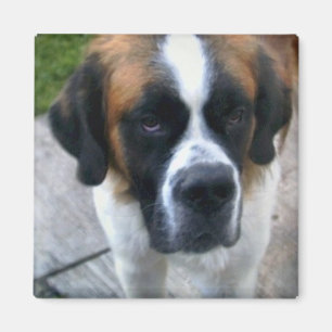 Imán del cuadrado de la foto de St Bernard