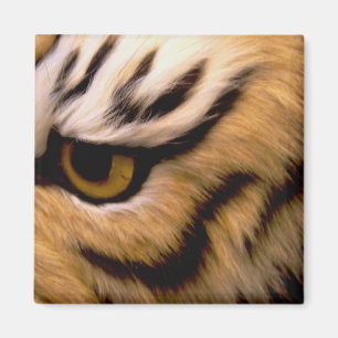 Imán del cuadrado de la foto del tigre