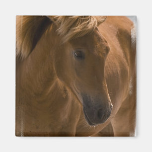 Imán del cuadrado del diseño del caballo de la