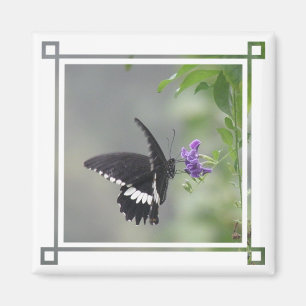 Imán del cuadrado del jardín de la mariposa