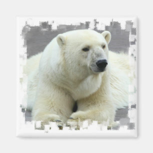 Imán del cuadrado del oso polar